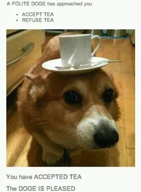 Polite Doge Offers Tea