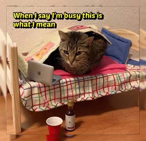 Cat Is Busy in Bed