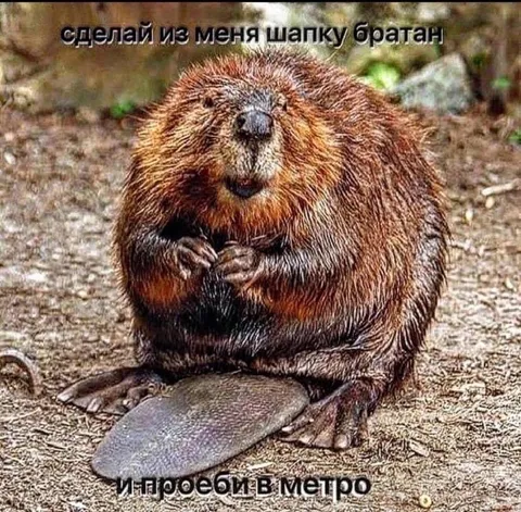 Бобр шапка в метро