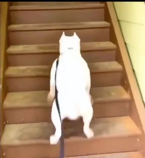 Кот поднимается по лестнице