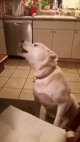 Собака поёт за столом