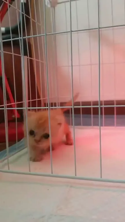 Котёнок за решёткой