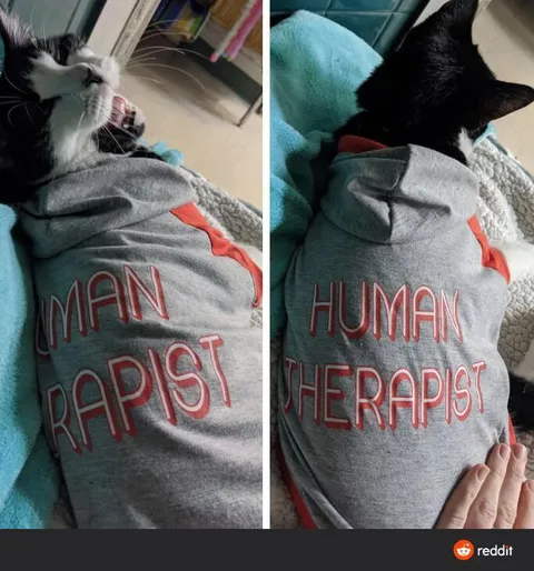 Human Therapist Cat
