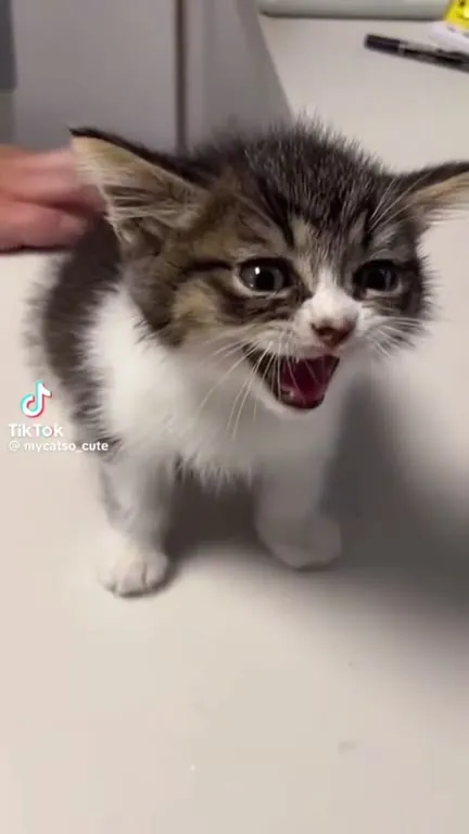 Котёнок громко мяукает