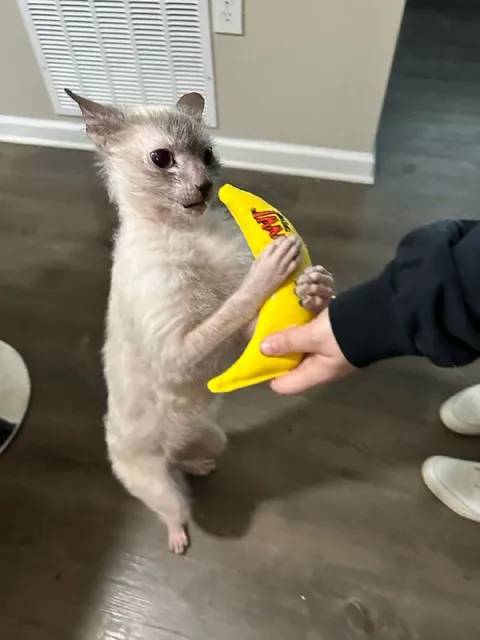 Tiny Cat Grips a Snack