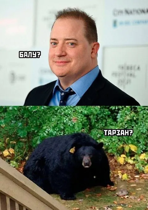 Балу или Тарзан?