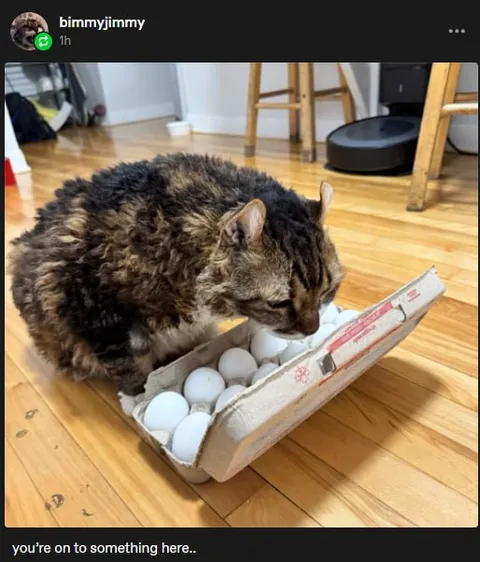 Cat Investigates the Eggs