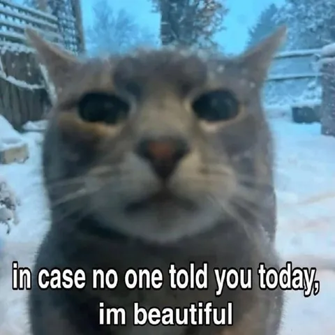 Beautiful Cat Reminder
