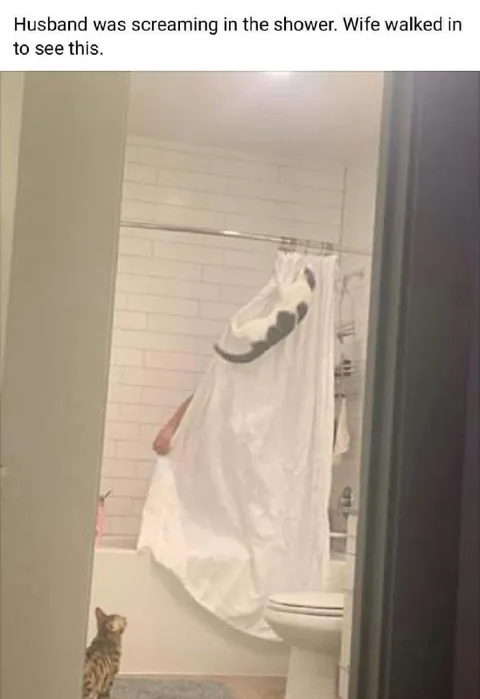 Cat Investigates Screaming Shower