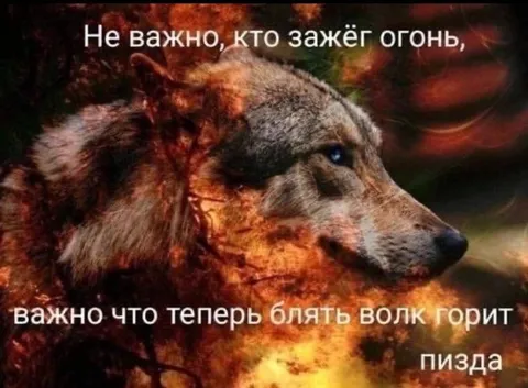 Волк горит, пизда