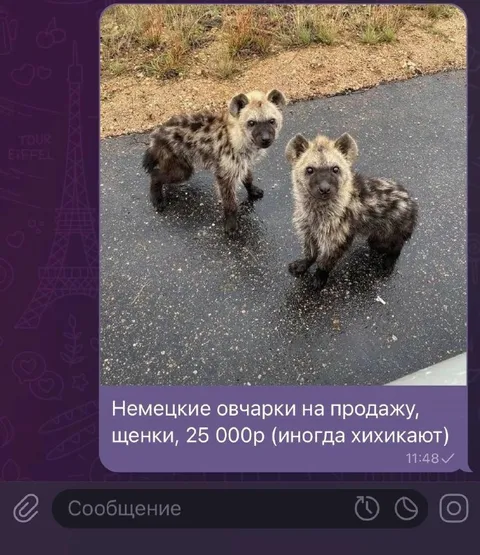 Щенки немецкой овчарки хихикают