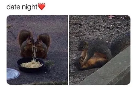 Squirrel Date Night