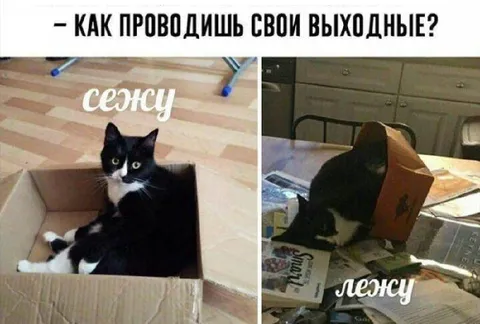 Как кот проводит выходные