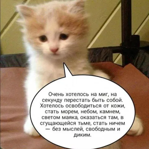 Котёнок хочет стать ничем