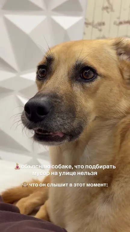 Собака слушает объяснения