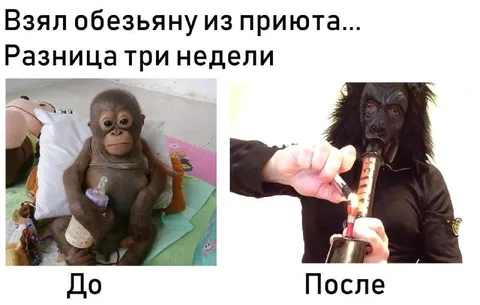 Обезьяна до и после приюта