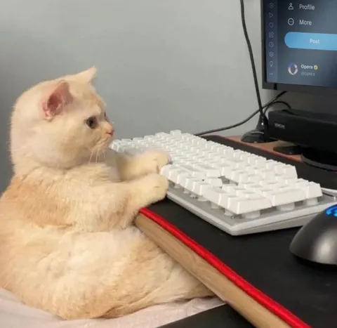 Кот работает за компьютером