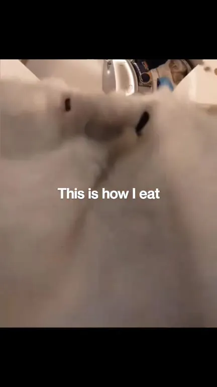 This Is How I Eat Cat Food