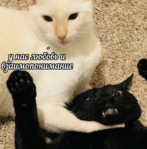 Любовь и взаимопонимание