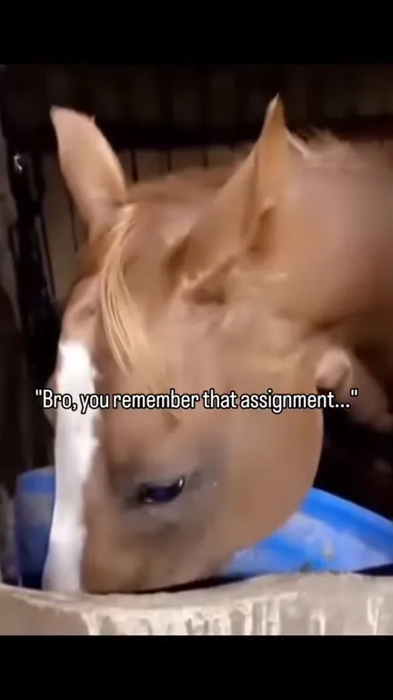 Horse Remembers the Assignment