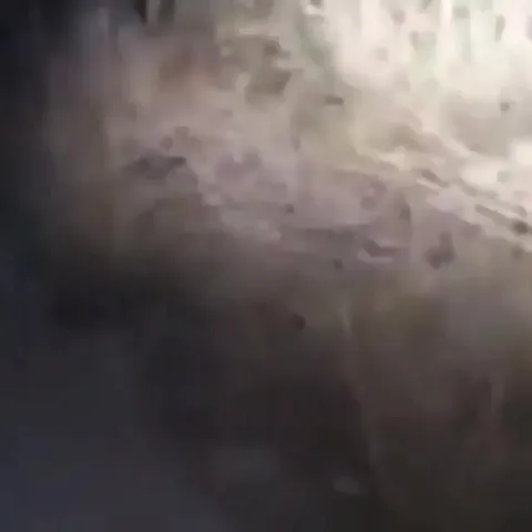 Олень исчезает в темноте