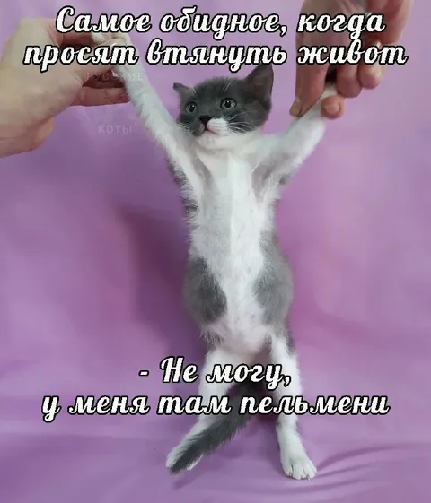 Котёнок с пельменями в животе