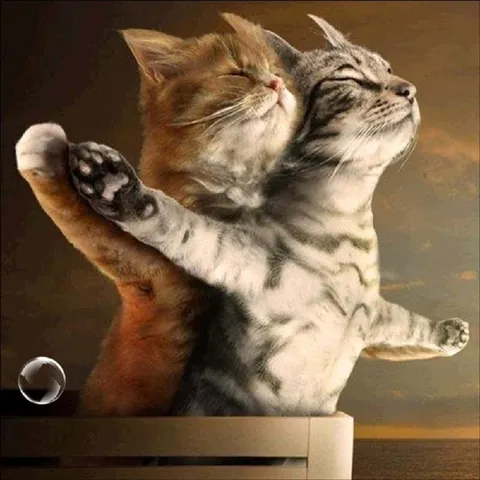 Коты занимаются йогой