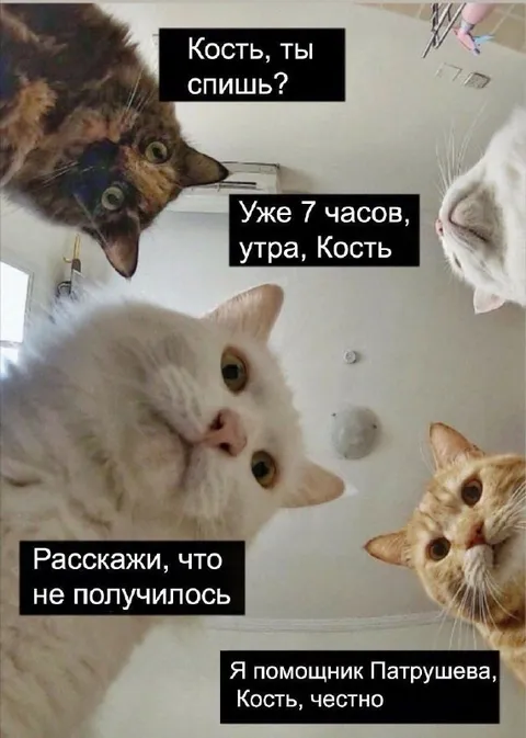 Коты спрашивают Костю