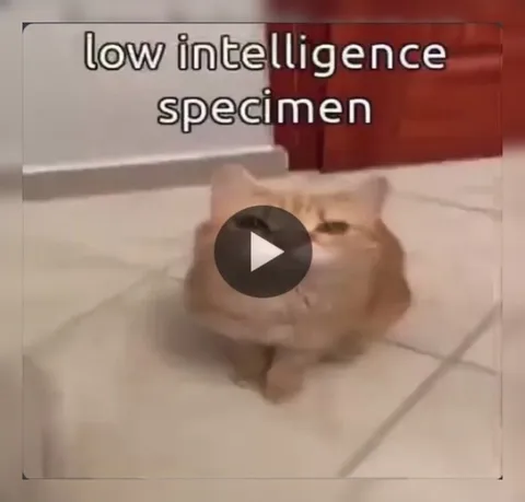 Low Intelligence Specimen Cat