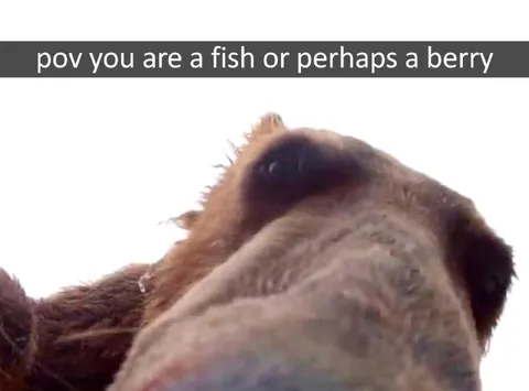 POV You Are a Fish or Berry