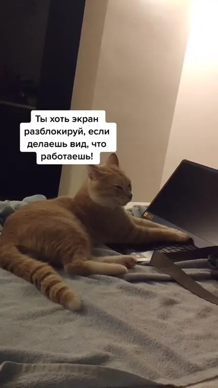 Кот требует разблокировать экран