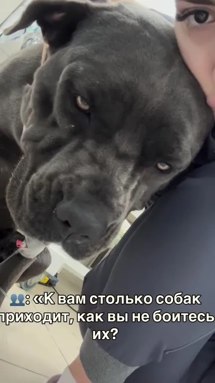 Собаки приходят, а коты мстят