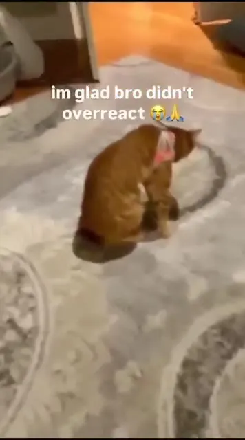 Cat Does Not Overreact
