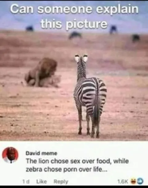 Zebra Chooses Porn Over Life