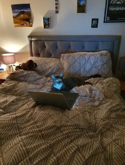Cat Working From Bed