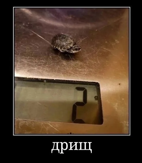 Черепашка весом два грамма