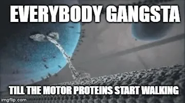Everybody Gangsta Until Motor Proteins Walk