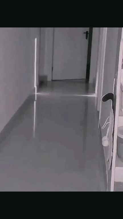 Мышь гоняется за лазером