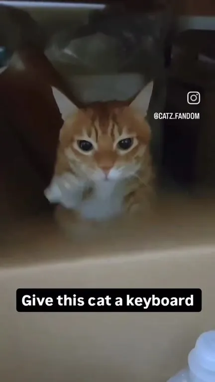 Give This Cat a Keyboard