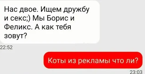 Коты из рекламы знакомятся