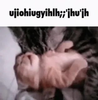 Кот обнимает игрушечного котёнка