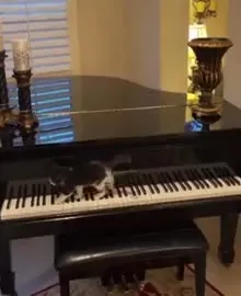 Кот играет на пианино