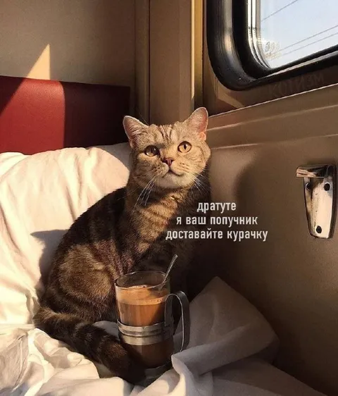 Кот-попутчик просит курачку