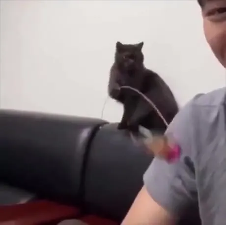 Кот ловит игрушку на диване