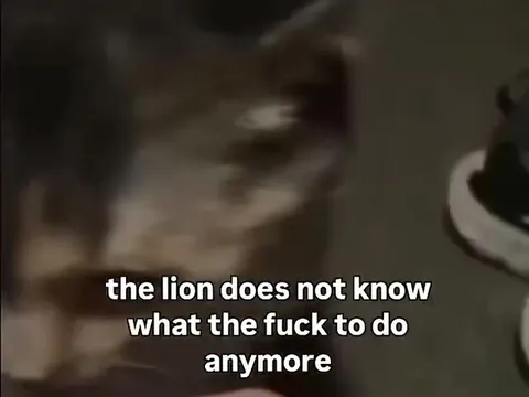 The Lion Does Not Know What to Do