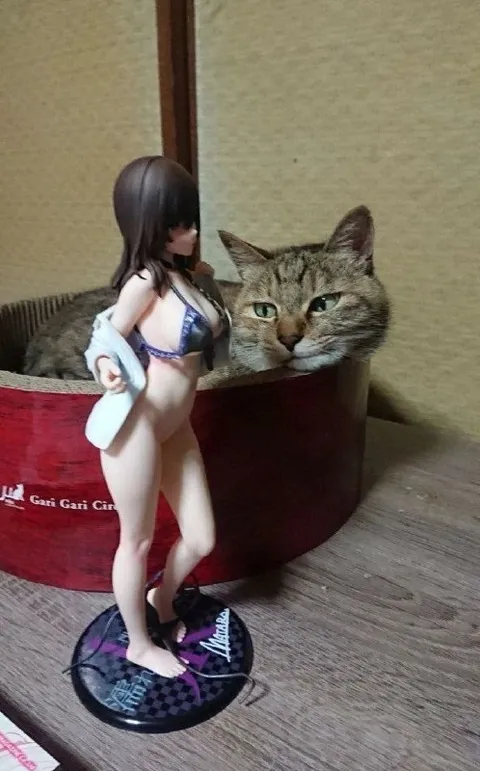 Cat Behind the Anime Figurine