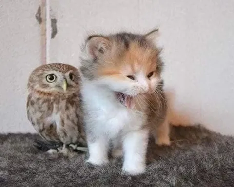 Котёнок кричит рядом с совой