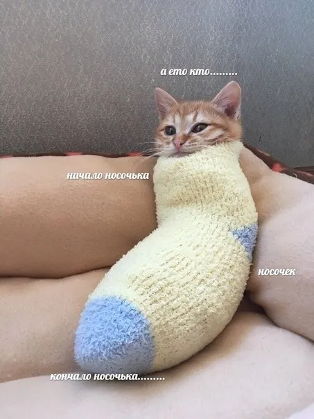 Котёнок в носочке
