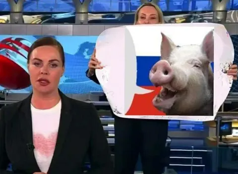 Свинья на экране новостей