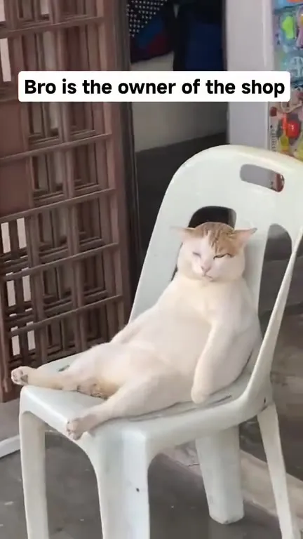 Cat Owns the Shop